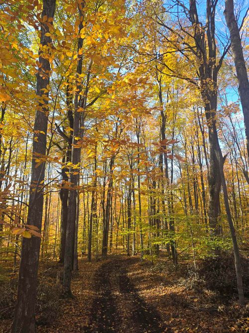 00 Stark Rd, Mancelona, MI, 49659 | Card Image