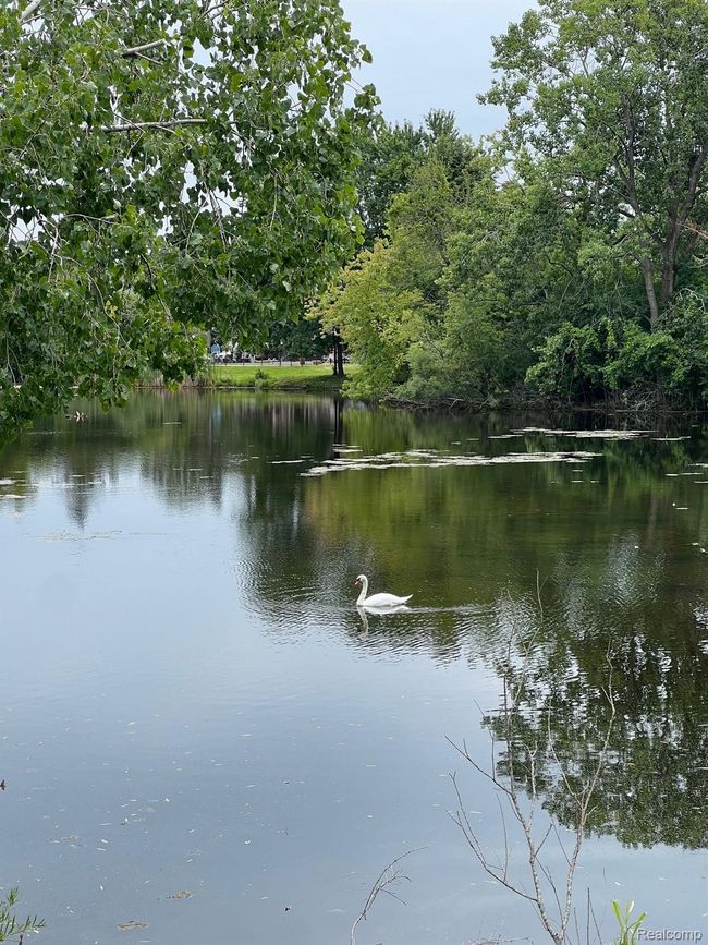 your swan neighbor | Image 6
