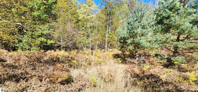 40 Acres Truesdale Road, Home with 0 bedrooms, 0 bathrooms and null parking in Manton MI | Image 11