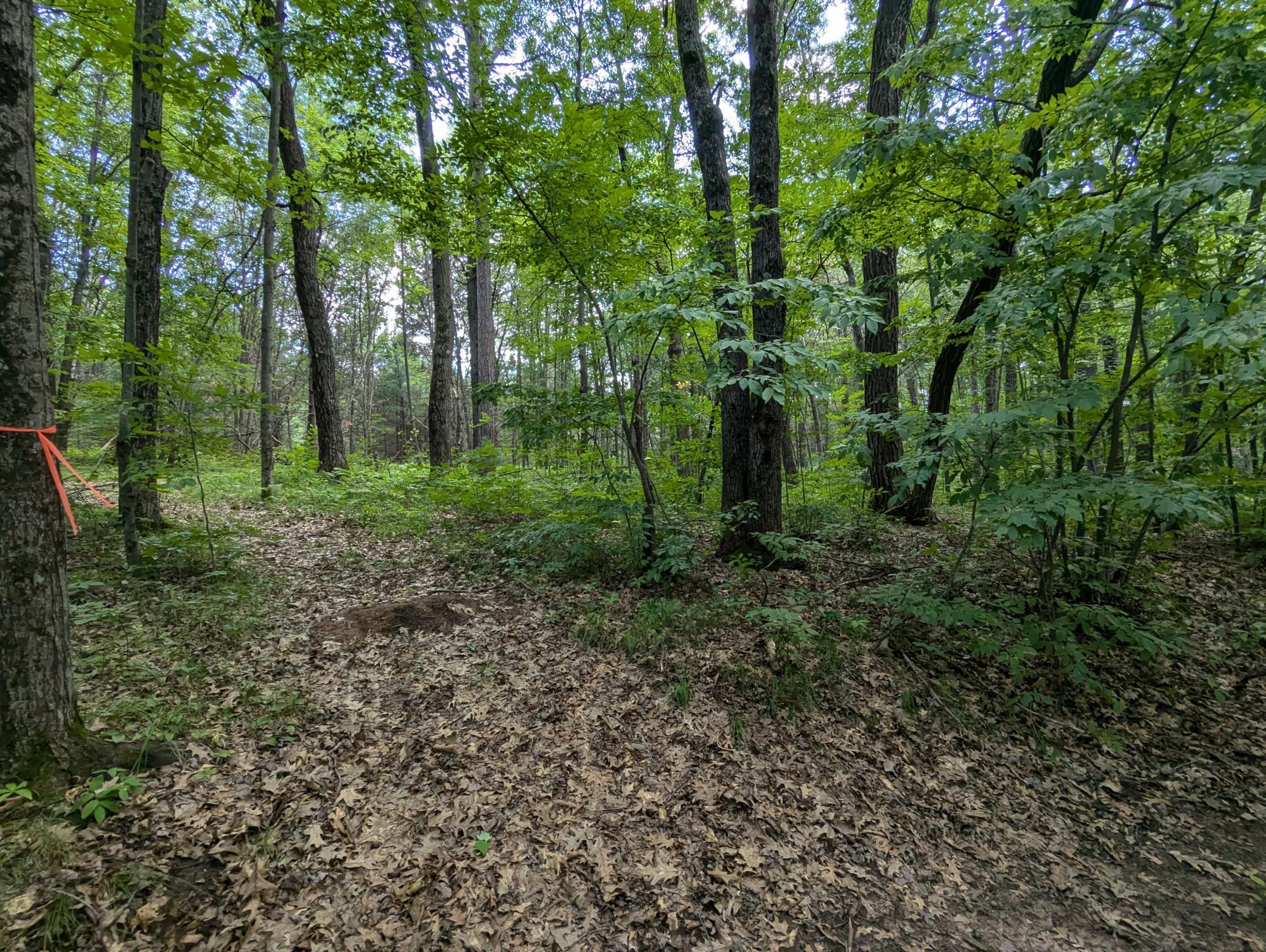 Land in Webster 2