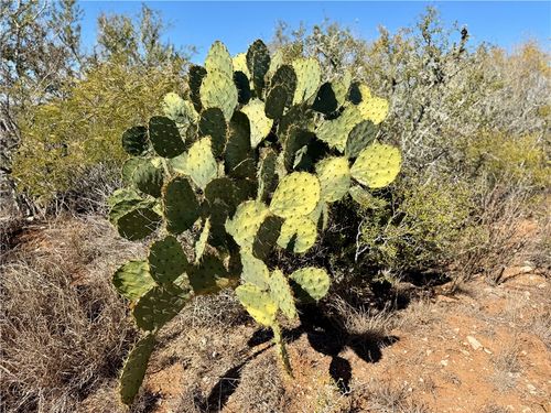 0 County Road 203, San Diego, TX, 78344 | Card Image