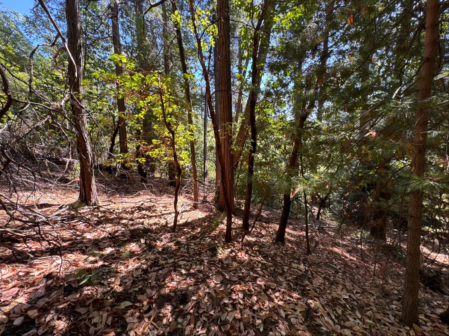 Land in Brownsville 2