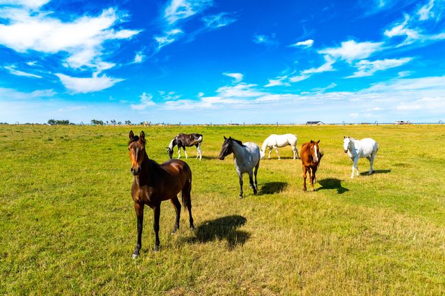 Happy Horses | Image 61