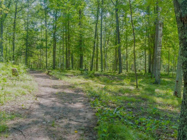 Many walking trails throughout the woods | Image 40