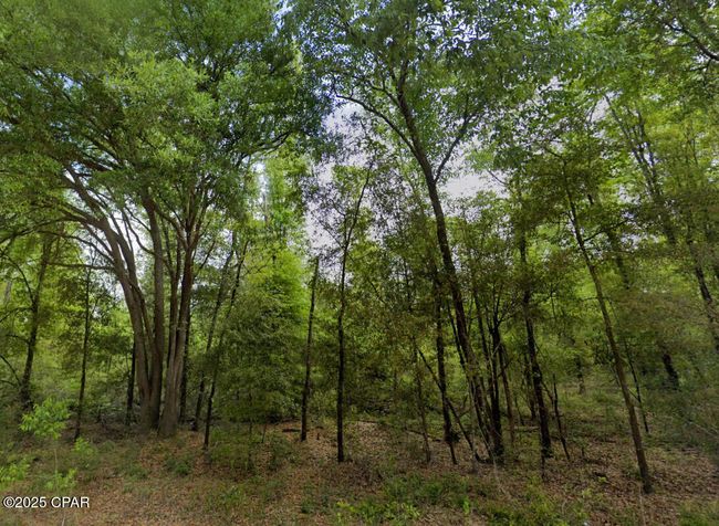 0 Messer Rd, Home with 0 bedrooms, 0 bathrooms and null parking in Sneads FL | Image 8