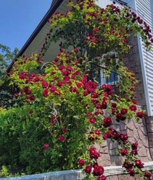 116 Oakland Ave, Eastchester, NY, 10707-1733 | Card Image