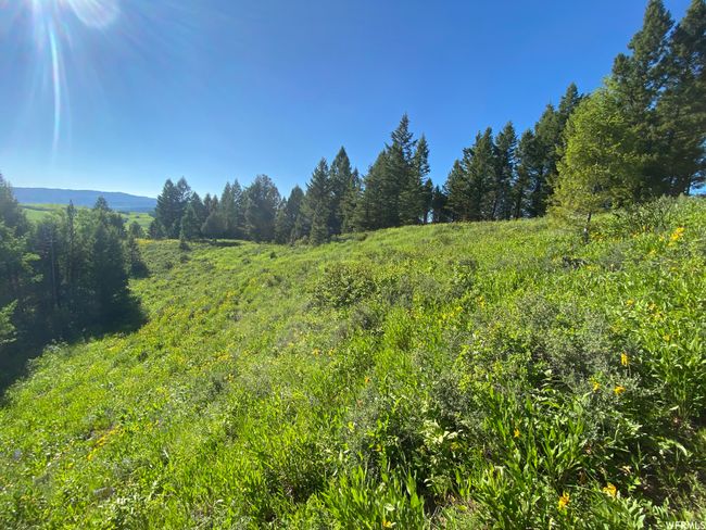 View of local wilderness | Image 6