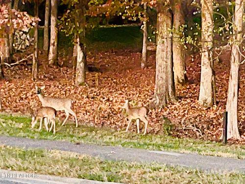 158 Hammock Ct, Loudon, TN, 37774 | Card Image