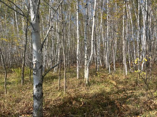 00000 County Highway 61, Hinckley, MN, 55037 | Card Image