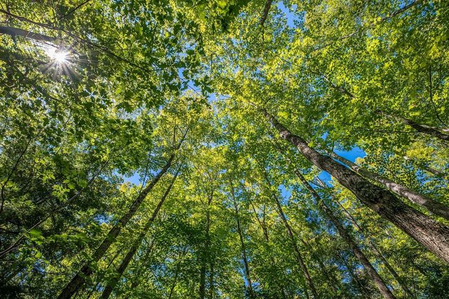 Lot 2 E Amber Lake Rd, Home with 0 bedrooms, 0 bathrooms and null parking in Lac du Flambeau WI | Image 11