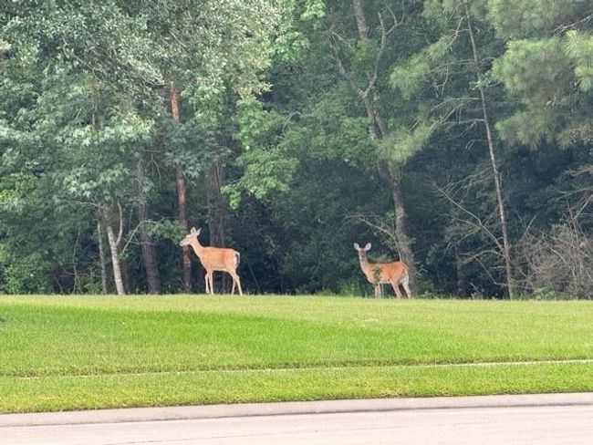 View of nature reserve across the street 6/7/2025 | Image 24