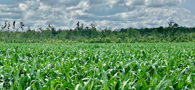 View of local wilderness with extensive farmland and rural landscape | Image 14