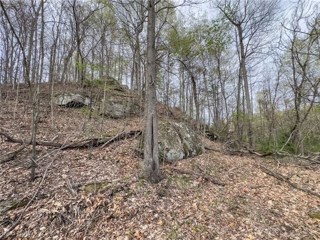 View of local wilderness | Image 37
