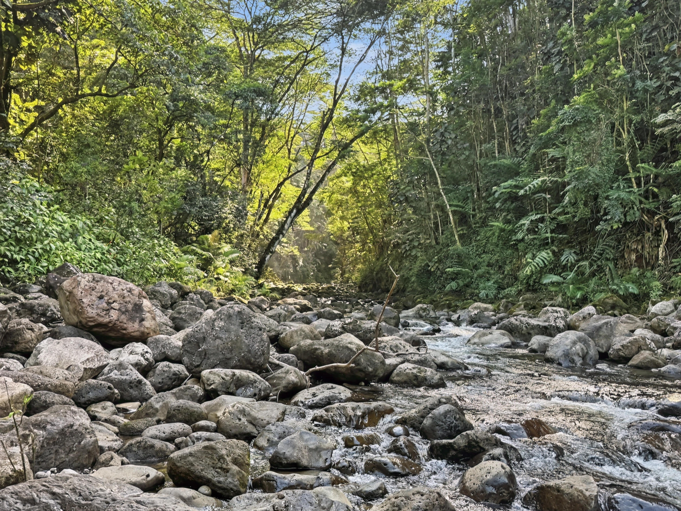 Land in Honomu 4