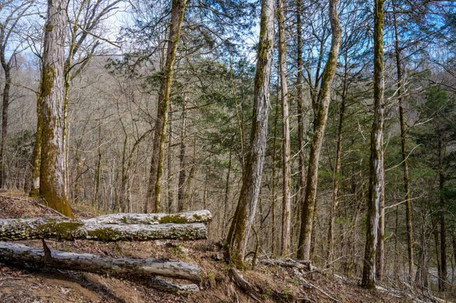 1438 Wartrace Rd, Home with 0 bedrooms, 0 bathrooms and null parking in Red Boiling Springs TN | Image 31