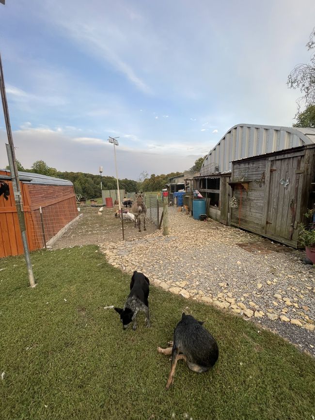 425 Nim Rd, House other with 3 bedrooms, 1 bathrooms and 2 parking in Red Boiling Springs TN | Image 26