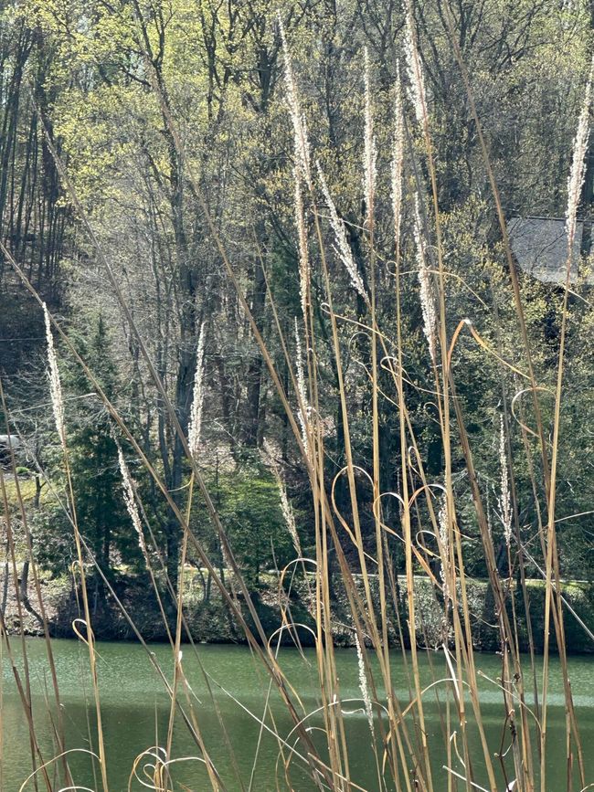 View of lot from opposite side of the lake | Image 5