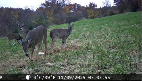 998 Victor Church Rd, Branson, MO, 65616-8740 | Card Image