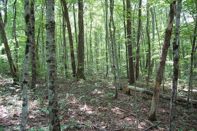 10 Laurel Brook Rd, Home with 0 bedrooms, 0 bathrooms and null parking in Dunlap TN | Image 6