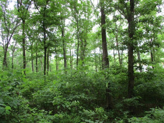 86 Adam Loop, Home with 0 bedrooms, 0 bathrooms and null parking in Bath Springs TN | Image 19