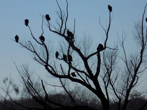 Tbd Cane Creek Rd, Kissee Mills, MO, 65680 | Card Image