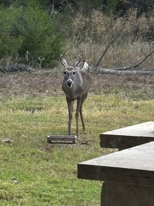 5073 Loper Cir, Streetman, TX, 75859-7215 | Card Image