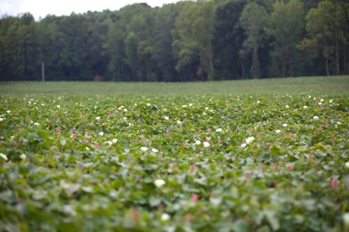 23500 Old Highway 125, Bolivar, TN, 38008 | Card Image