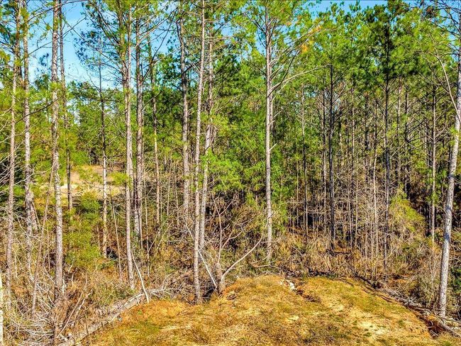 This photo showcases a densely wooded area with tall pine trees and a mix of underbrush, creating a serene and natural environment perfect for those seeking privacy and a connection to nature. | Image 19