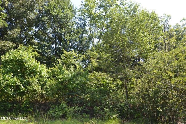Large trees | Image 6