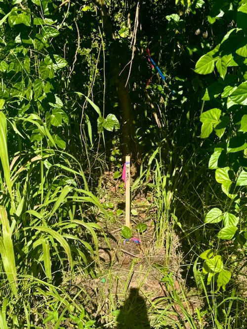 1503 Oio St, PAHOA, HI, 96778 | Card Image