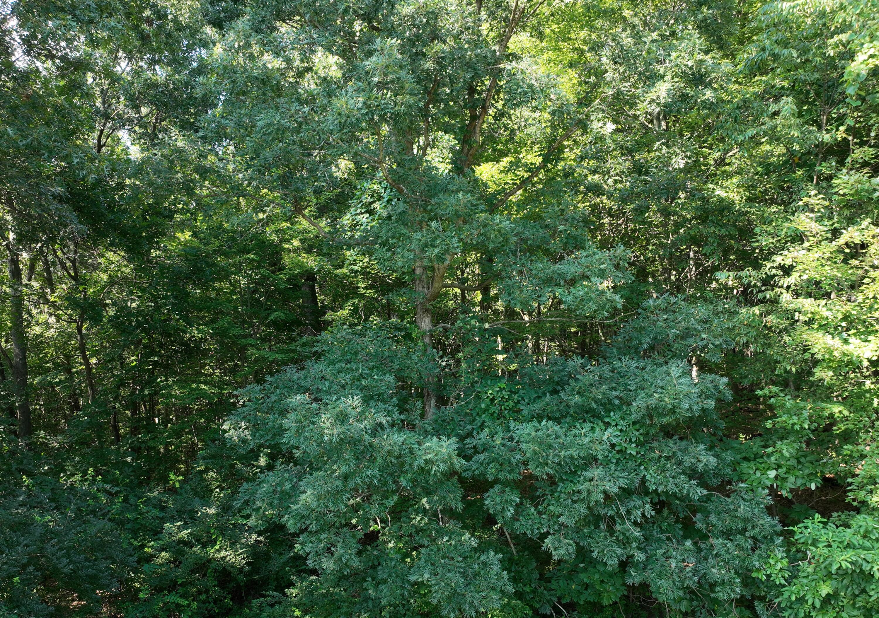 Land in Niles