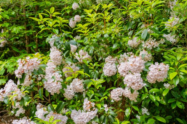 Native mountain laurel. | Image 18