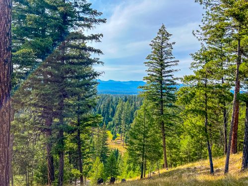 NHN Blackbear Ct, Seeley Lake, MT, 59868 | Card Image