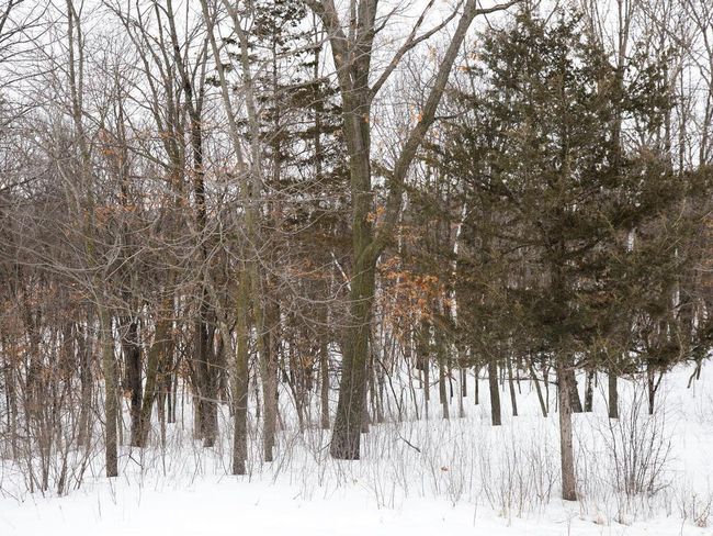 Trees at the east property line | Image 15
