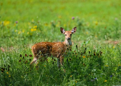 000 Clearwater Ranches 6, Comfort, TX, 78013 | Card Image