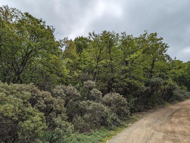 16805 Jones Ridge Rd, Home with 0 bedrooms, 0 bathrooms and null parking in Grass Valley CA | Image 4