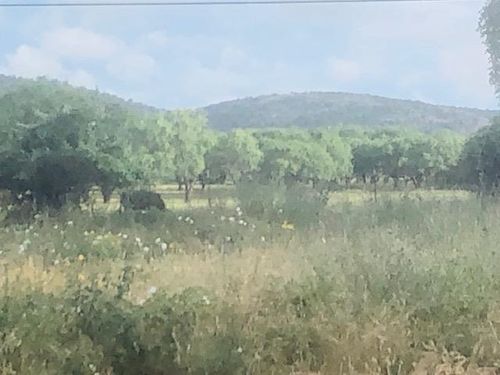 297 & 298 Elkhorn, Kingsland, TX, 78639-6105 | Card Image