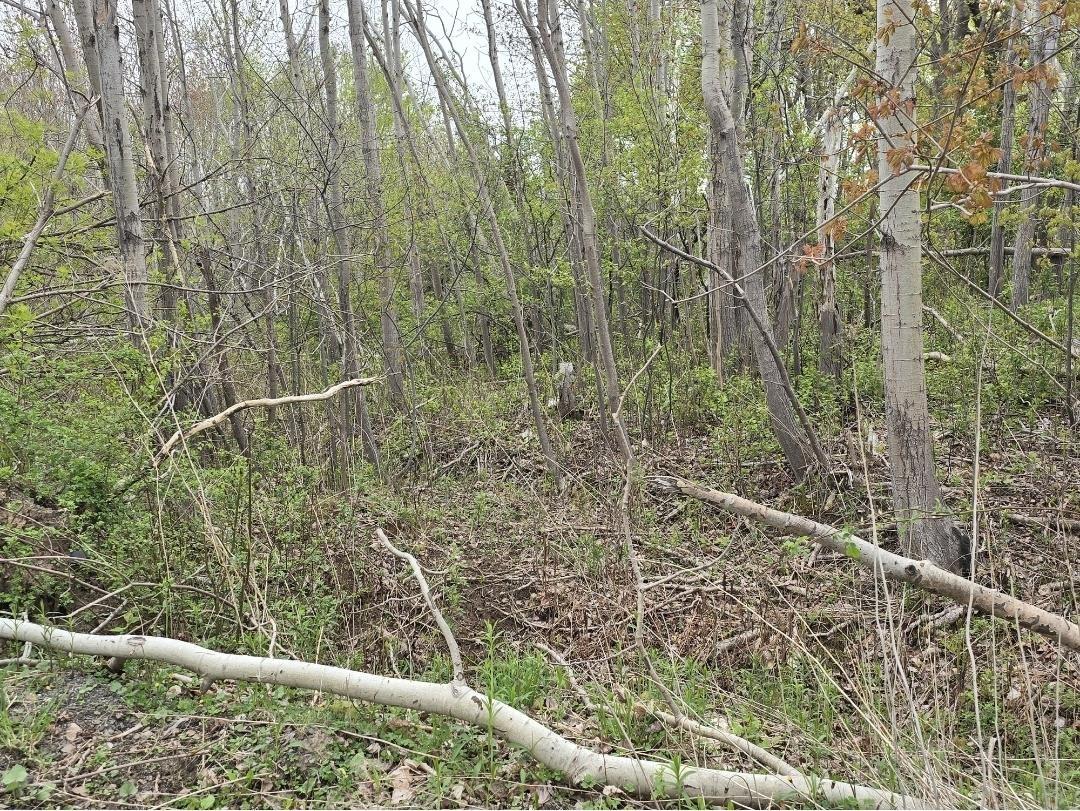 Land in Trenton 2