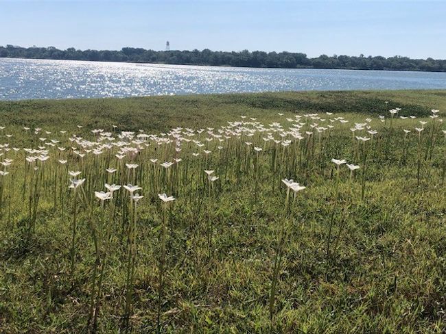 Property view of water with wild flowers | Image 19