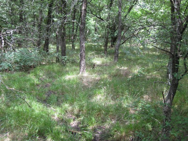 View of wooded area. | Image 38
