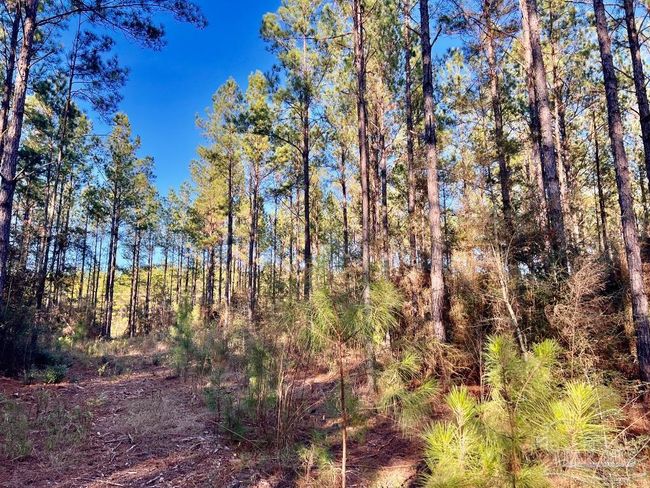 Lot 2-RS Hwy 182, Home with 0 bedrooms, 0 bathrooms and null parking in Jay FL | Image 13