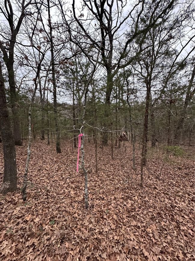 View of local wilderness | Image 15