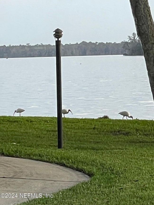 C217 - 179 Beechers Point Dr, Condo with 1 bedrooms, 1 bathrooms and null parking in Welaka FL | Image 36