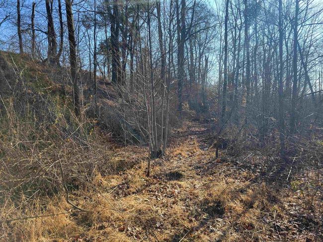 1250 Ashby Rd, Home with 0 bedrooms, 0 bathrooms and null parking in Centertown KY | Image 12