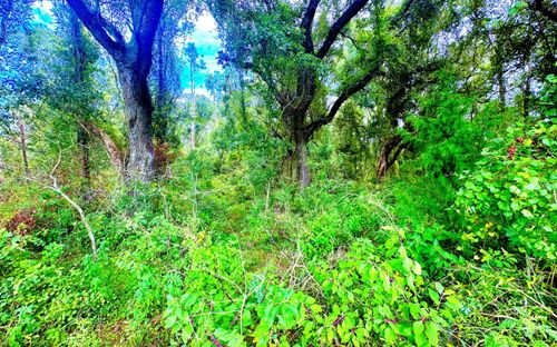 TBD Ne Sage Rd, Mayo, FL, 32066 | Card Image