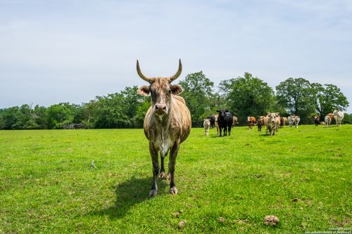 3671 County Road 455, Thorndale, TX, 76577-5426 | Card Image