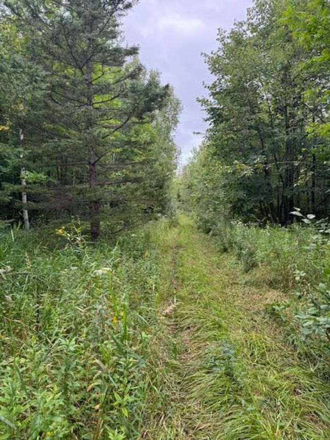 walking trail thru land 1.jpg | Image 21