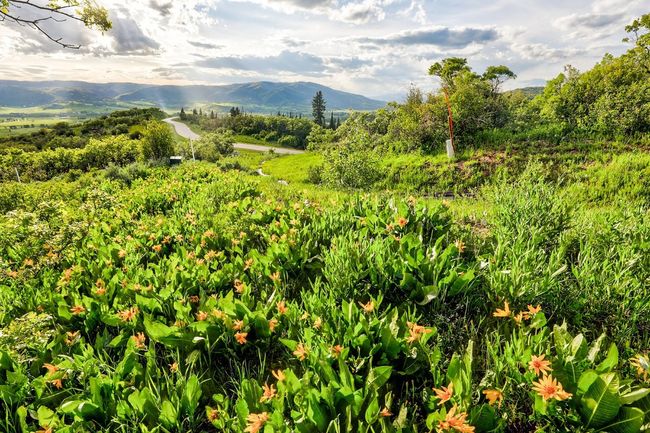 Wildflowers on Homesite 33 | Image 5