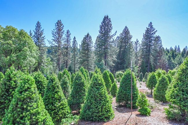 Approx. 2400+/- Christmas trees, all different sizes. Ag rate keeps water bill low! Rain birds shower the trees! | Image 6