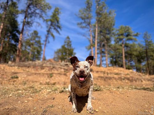 49 Pine Drive, Lyons, CO, 80540 | Card Image